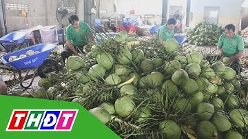Xuất khẩu dừa có thể tăng thêm 200 - 300 triệu USD | THDT