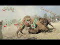اونٹوں کا دنگل میلہ ملک خالداعوان کے نیے اونٹ کی کشتی   