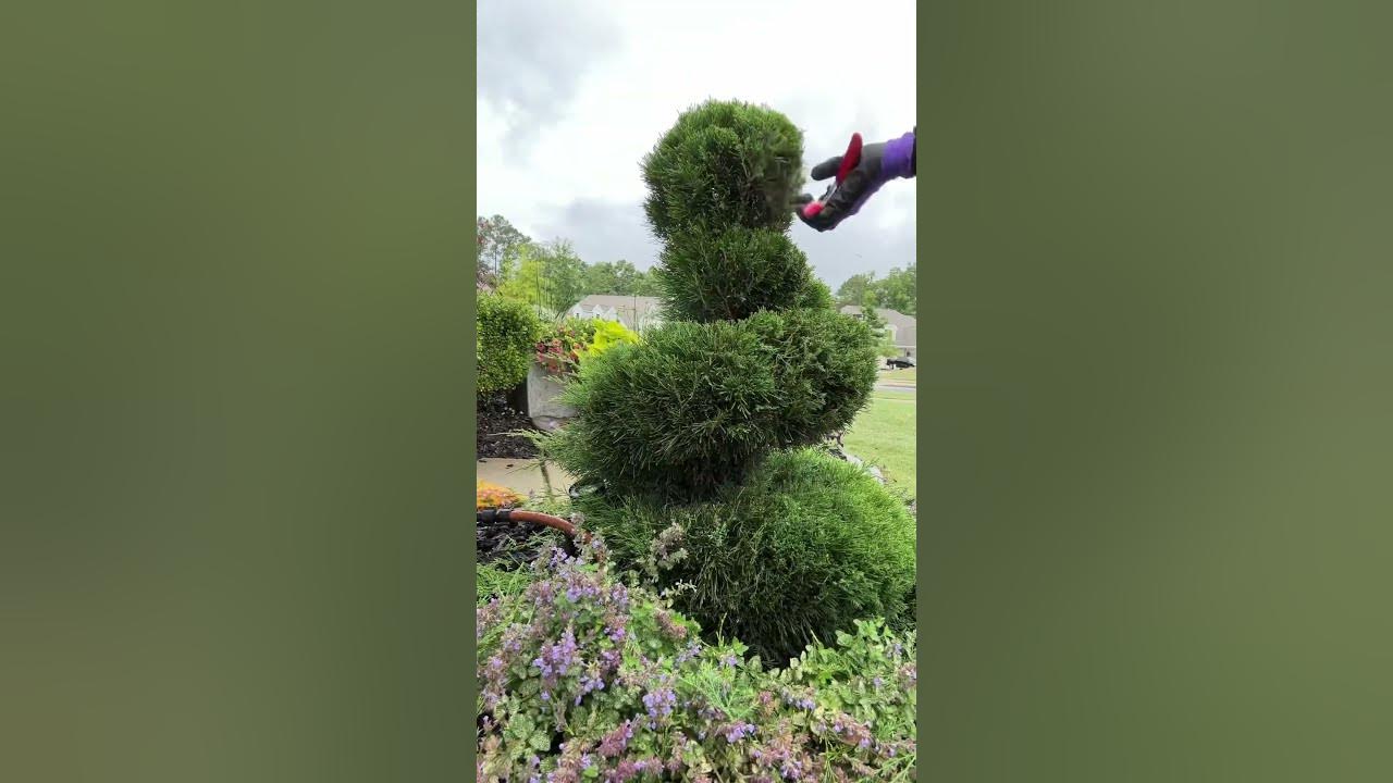 Topiary Tree Pruning Spiral Juniper How to prune a Spiral Juniper