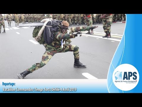 Vidéo: Défilé de chiots patriotiques lors des défilés du 4 juillet
