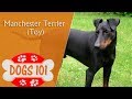 Dogs 101 - TOY MANCHESTER TERRIER - Top Dog Facts About the TOY MANCHESTER TERRIER