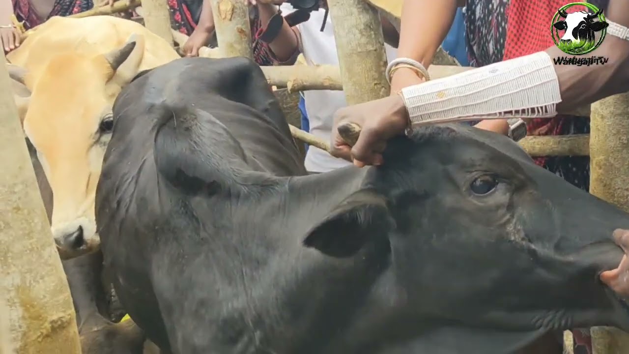 IDADI YA CHANJO ZITAKAZO TOLEWA MOROGORO  SASA MIFUGO KUWEKEWA HELENI