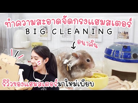 big cleaning ทำความสะอาดจัดกรงแฮมสเตอร์ครั้งใหญ่ !! 🐭🌈