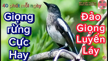 Luyện giọng choè than, choè than hót giọng rừng đảo giọng luyến láy hay nhất 2023