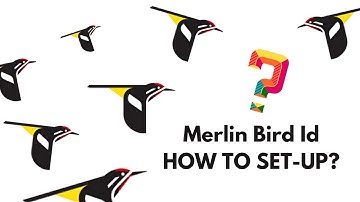 Merlin Bird ID App | A Quick Setup Guide