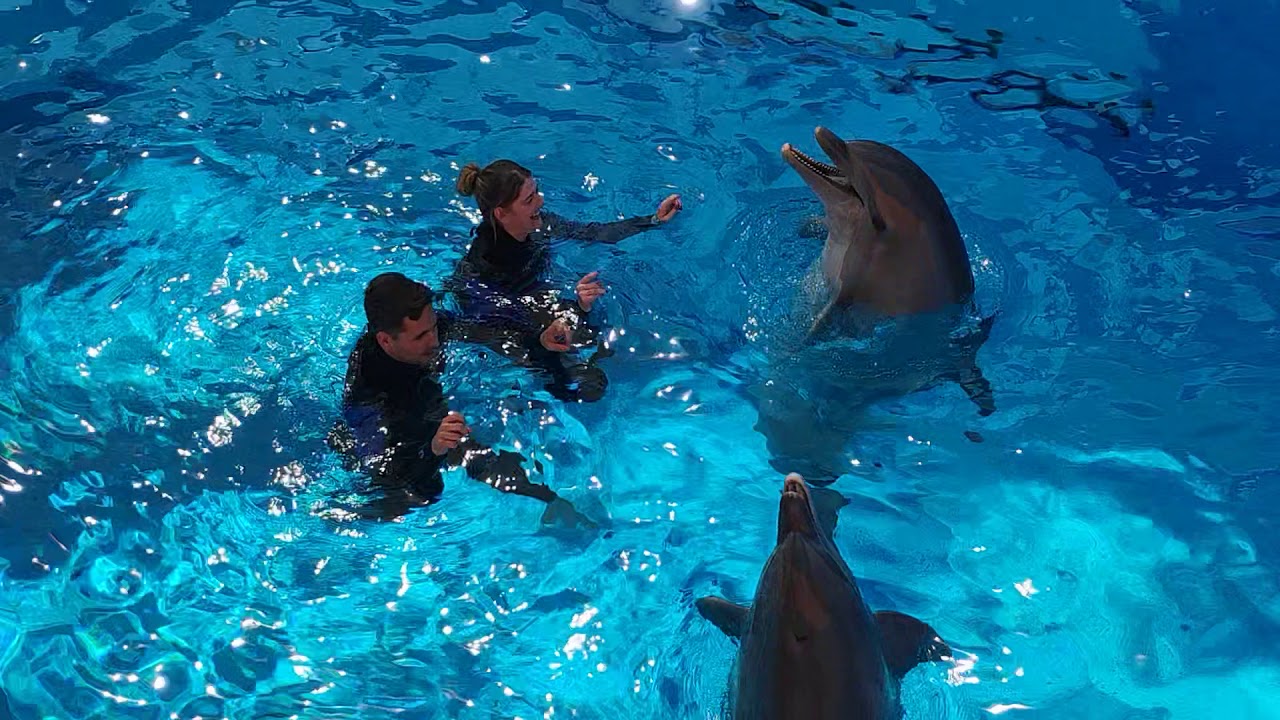 Katy & Ben swimming with dolphins at Benidorm