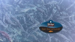 This is Bali Barramundi Aquaculture - Phillips Foods