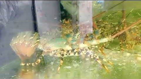 TÔM HÙM SỐNG SIZE LỚN - Hải Sản Mỹ Tâm Phan Thiết 0367996390