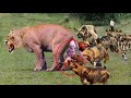 Angry Mother Lion Kills Wild Dog To Protect Her Cubs - Lion Vs Wild Dogs