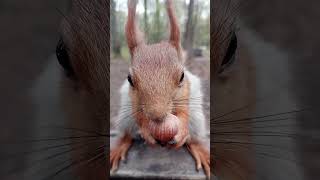 Белка вскрывает орех / A squirrel opens a nut #squirrel #cuteanimal #animals