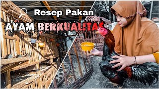 Tips AYAM BANGKOK SUPER || INI DIA RESEP PAKAN AYAM BERKUALITAS| SOLUSI TERNAK AYAM SAAT PANDEMI