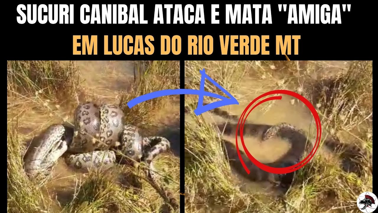 Sucuri Canibal Ataca e Mata “Amiga” em Lucas do Rio Verde MT | Biólogo Henrique o Biólogo das Cobras