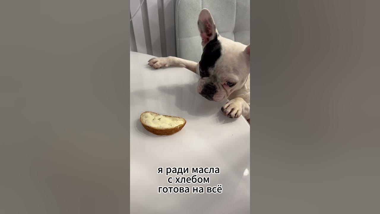 Ох лишь бы хлеб с маслом🧈🐾 - YouTube