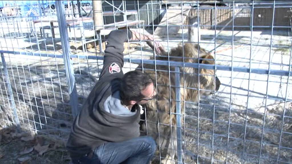 Protesta animalisti a Pescara