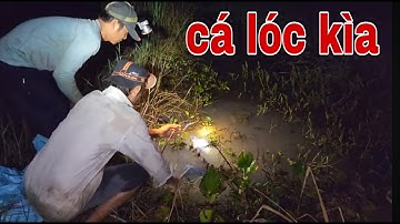 Cắm Câu Cá Lóc Bằng Mồi Dế Nhũi , Người Tính Không Bằng Trời Tính # SĂN BẮT ĐỒNG THÁP #
