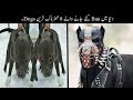 8 Most Dangerous And Illegal Dogs In The World | دنیا کے سب سے خطرناک ترین کتے | Haider Tv