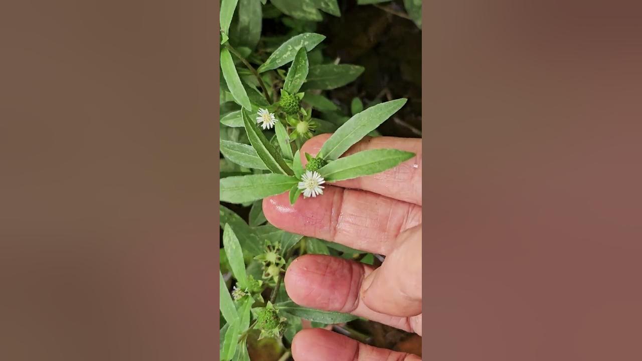 Msc Botany Meaning In Kannada Msc Botany Meaning In Kannada