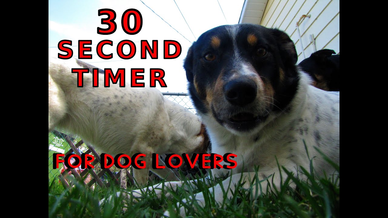 30 second timer dogs timer YouTube