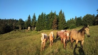 Ferme à vendre en Ardèche pour projet de gîtes et chambres d'hôtes