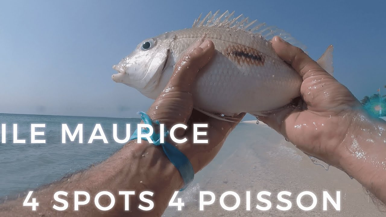 PECHE ILE MAURICE / CARANGUE , CAPITAINE , MACABI