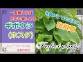 ギボウシ【ホスタ】一度植えたら何年も楽しめちゃう！！　なが～く元気に保つポイント紹介♪♪