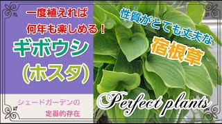 ギボウシ【ホスタ】一度植えたら何年も楽しめちゃう！！　なが～く元気に保つポイント紹介♪♪