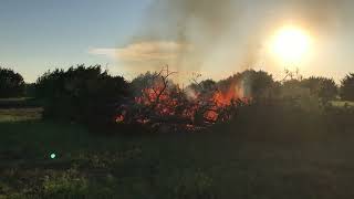 Burning Cedar Trees