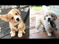 ♥Cute Puppies Doing Funny Things 2021♥ #10  Cutest Dogs