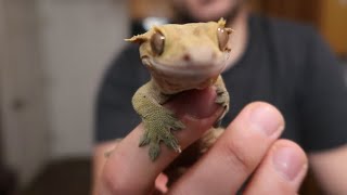 How to bond with your crested gecko!