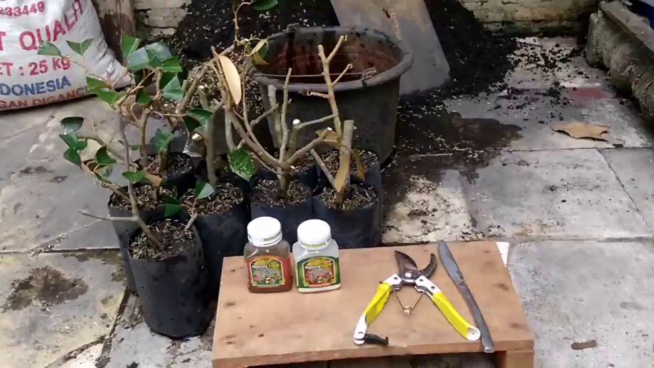 Cara Stek Batang Pohon Durian Untuk Tanaman Buah Di Rumah
