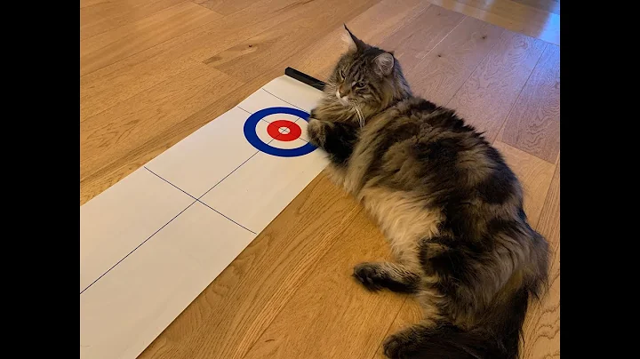Watch the video about British Maine Coon Cats Play A Game Of Curling With Their Owners!