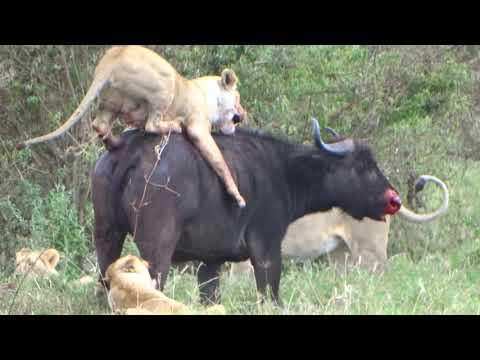 lion-killing-cape-buffalo-part-2