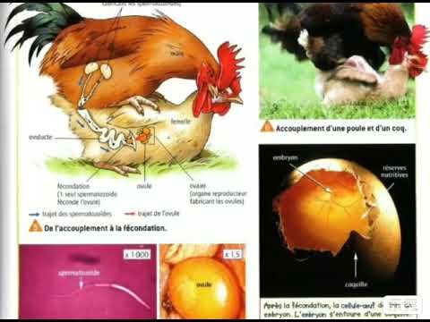 هكذا هي مراحل تلقيح ذكر الدجاج الديك مع أنثى الدجاجة كيف ومتا وما هي مراحل البيضة   