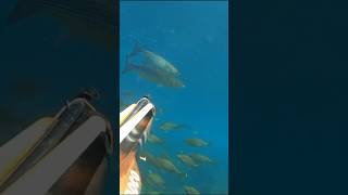 Pesca Sub  doppietta Con Uno Sparo  fuoco 76   Alessandro Musiu Murena