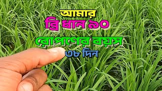 বোরো মৌসুমে আমার ব্রি ধান ৯০ | রোপনের বয়স ৩৮ দিন | Bri Dhan 90 | Boro Dhan Chas #emranagro