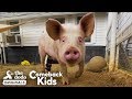 People Find Pig In Hurricane And Make Him Their Son | The Dodo Comeback Kids