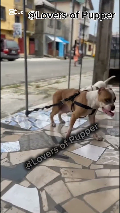 Cute Dog