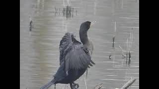 Cormorant is drying its wet wings by Sharmin Ritterson 130 views 5 months ago 34 seconds