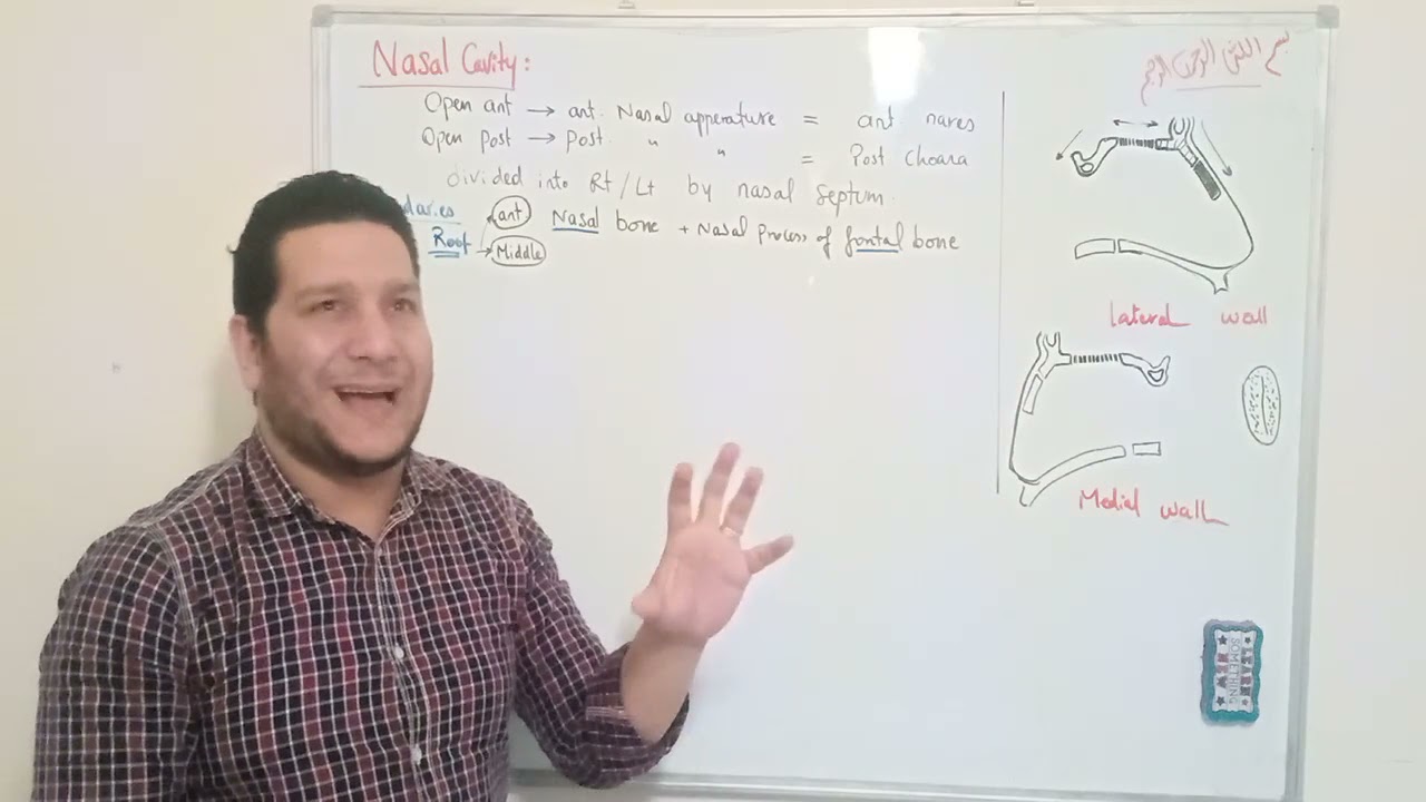 (Cardiopulmonary 16): Anatomy of Nasal cavity ... By Dr. khaled Awad