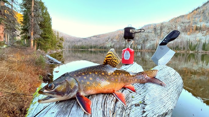 BIG Trout Catch & Cook!!! SOLO Fishing a SECRET COVE! 
