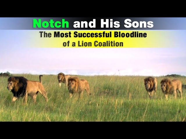 The Legend of Notch Coalition | The Most Famous Lion Coalition of Maasai Mara, Kenya class=