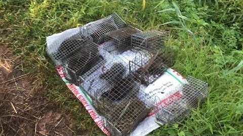 Bẫy Dính Bầy Chuột Cống Nhum Khủng