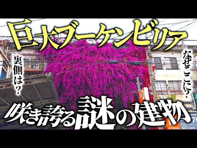訳あり【芳香】ファレノプシス Yaphon GG 開花中 青紫色 訳あり【芳香】ファレノプシス Yaphon GG 開花中 青紫色 - メルカリ