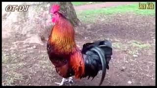 Suara ayam seperti lagi nyanyi edan turun