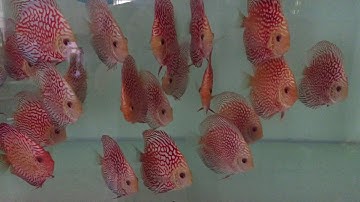 Discus Pigeon ( Bồ câu đỏ ) size 10-11 - Shop cá Dĩa Phan Thiết