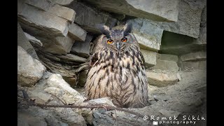 VÝR VELKÝ (Bubo bubo)