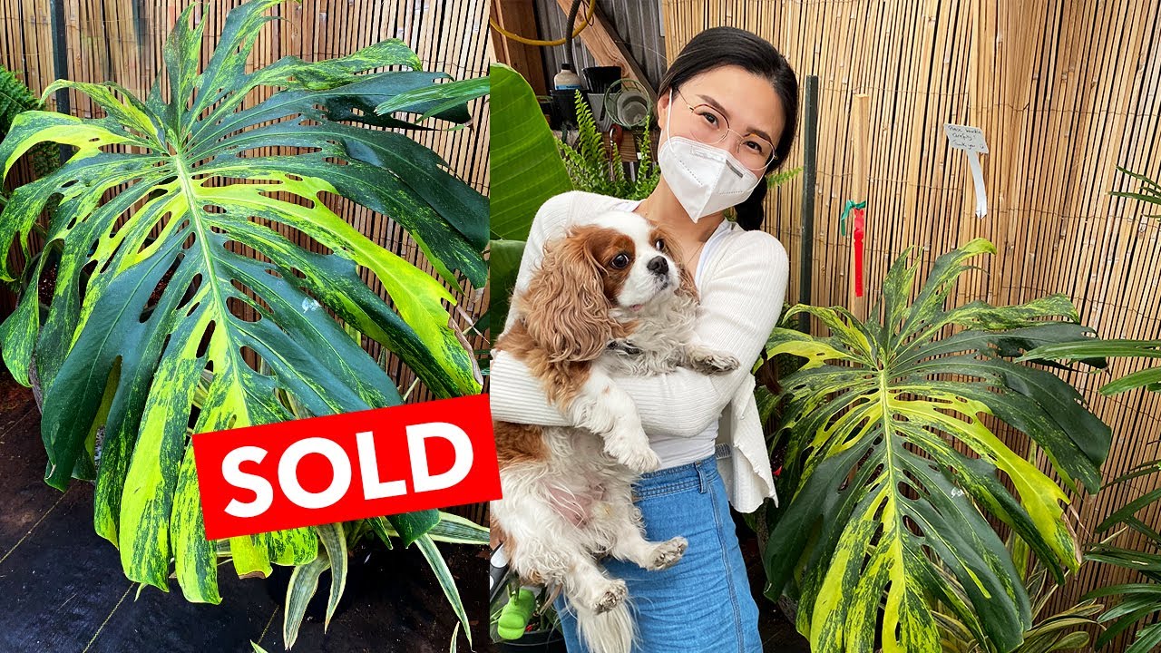 Plant Shopping with Me Plant Haul at 3 Nurseries Los Angeles YouTube