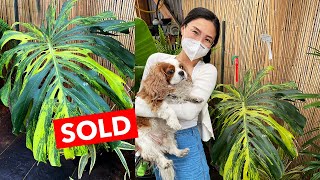 Plant Shopping with Me: Plant Haul at 3 Nurseries | Los Angeles