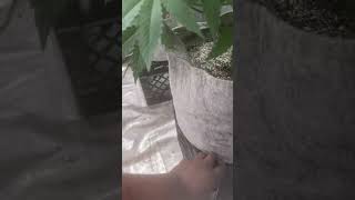 Faceded Canna | Bean Fiendz | RS1000 bka RS1k | Rs11 x Obama Runtz