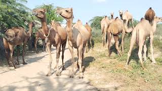 How Camels Stay Cool in the Jungle || Camel Resting Strategies || Camel Welness | Desert Wildlife